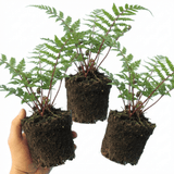 Set of 3 or 6 Lady Fern Athyrium Lady in Red Hardy Perennial Plants, Shade Garden Ready, Outdoor Fern, 11cm or 1L Root Ball - Frankton's