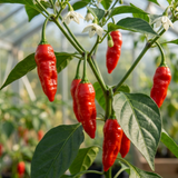 Set of 3 or 6 Large Chilli Pepper Plants - Armageddon, Ready to Plant in Your Garden - Frankton's