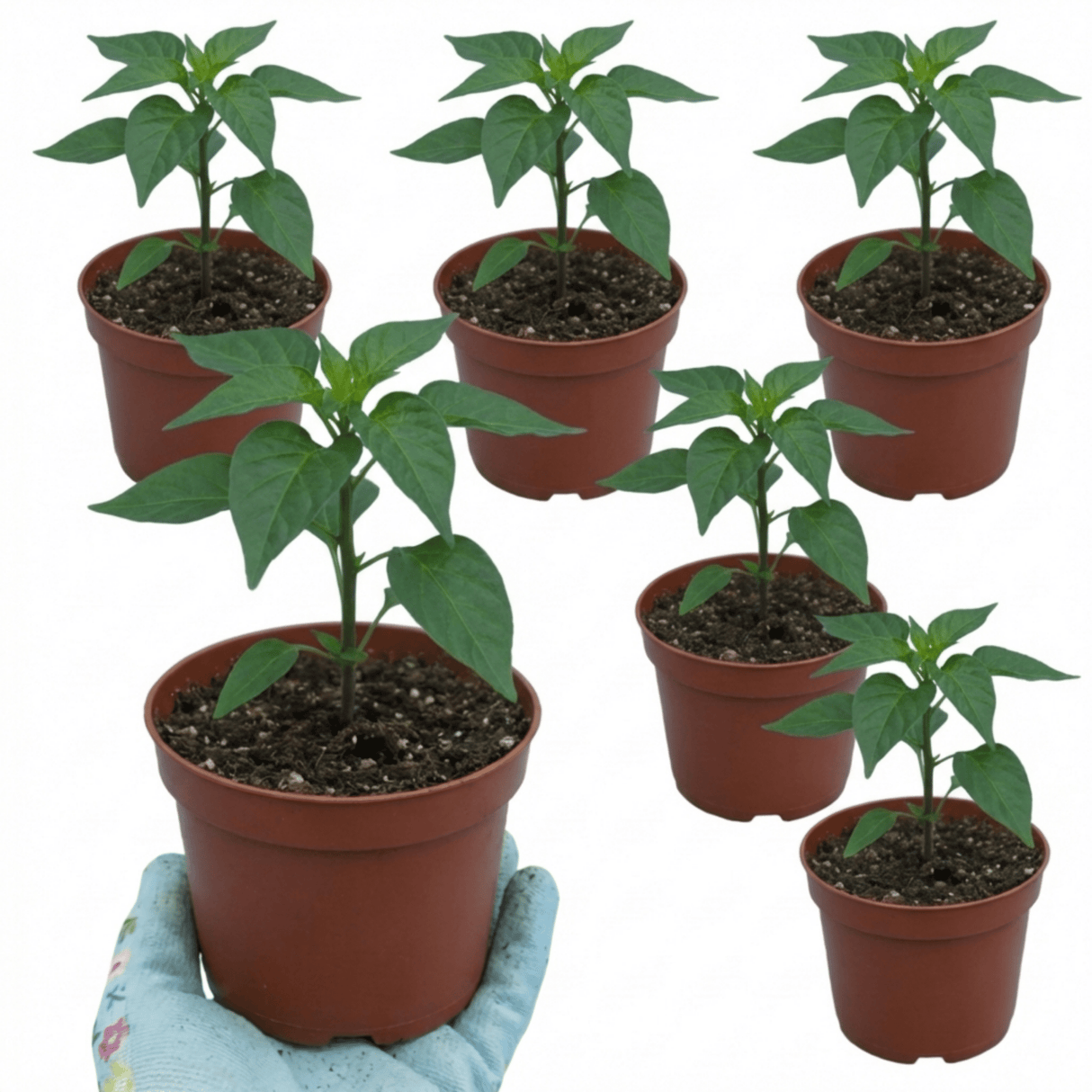 Set of 3 or 6 Large Chilli Pepper Plants - Armageddon, Ready to Plant in Your Garden - Frankton's