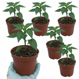 Set of 3 or 6 Large Chilli Pepper Plants - Armageddon, Ready to Plant in Your Garden - Frankton's