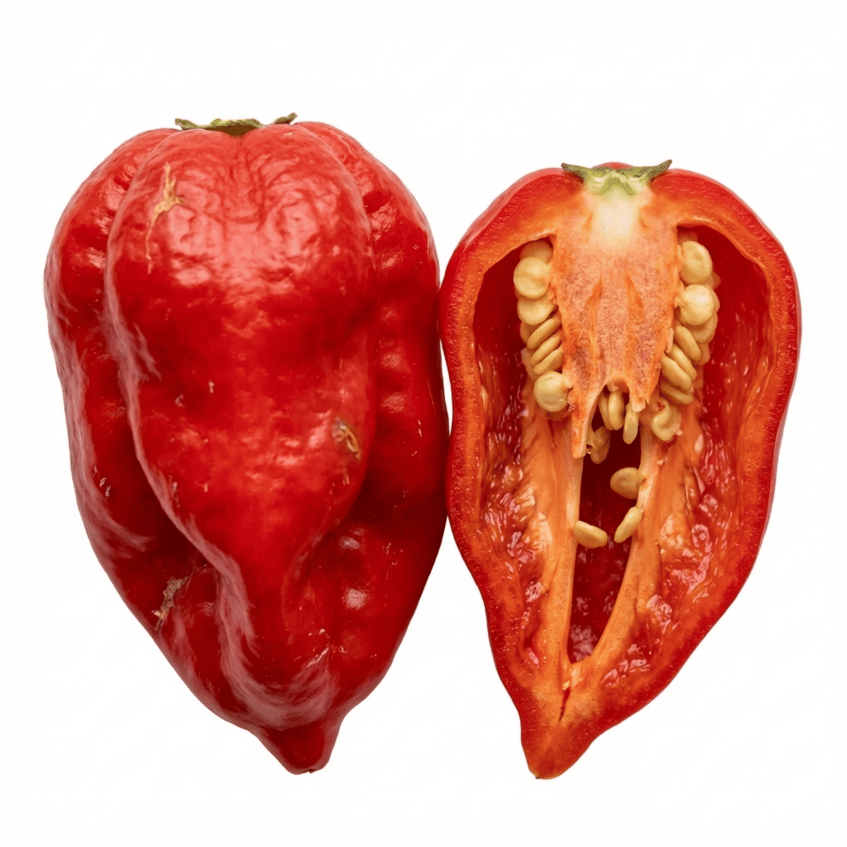 Set of 3 or 6 Large Chilli Pepper Plants - Armageddon, Ready to Plant in Your Garden - Frankton's
