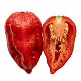 Set of 3 or 6 Large Chilli Pepper Plants - Armageddon, Ready to Plant in Your Garden - Frankton's