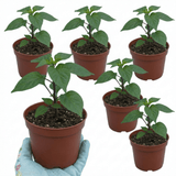 Set of 3 or 6 Large Chilli Pepper Plants - Habanero Chocolate, Ready to Plant in Your Garden - Frankton's