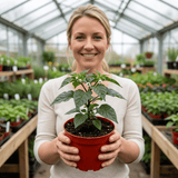 Set of 3 or 6 Large Chilli Pepper Plants - Habanero Chocolate, Ready to Plant in Your Garden - Frankton's