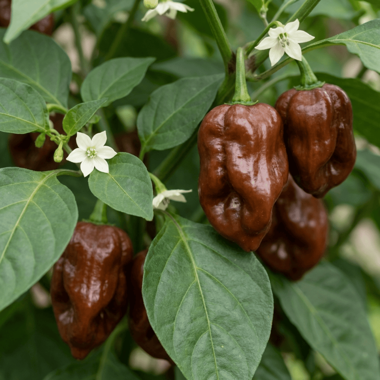 Set of 3 or 6 Large Chilli Pepper Plants - Habanero Chocolate, Ready to Plant in Your Garden - Frankton's