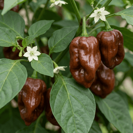 Set of 3 or 6 Large Chilli Pepper Plants - Habanero Chocolate, Ready to Plant in Your Garden - Frankton's