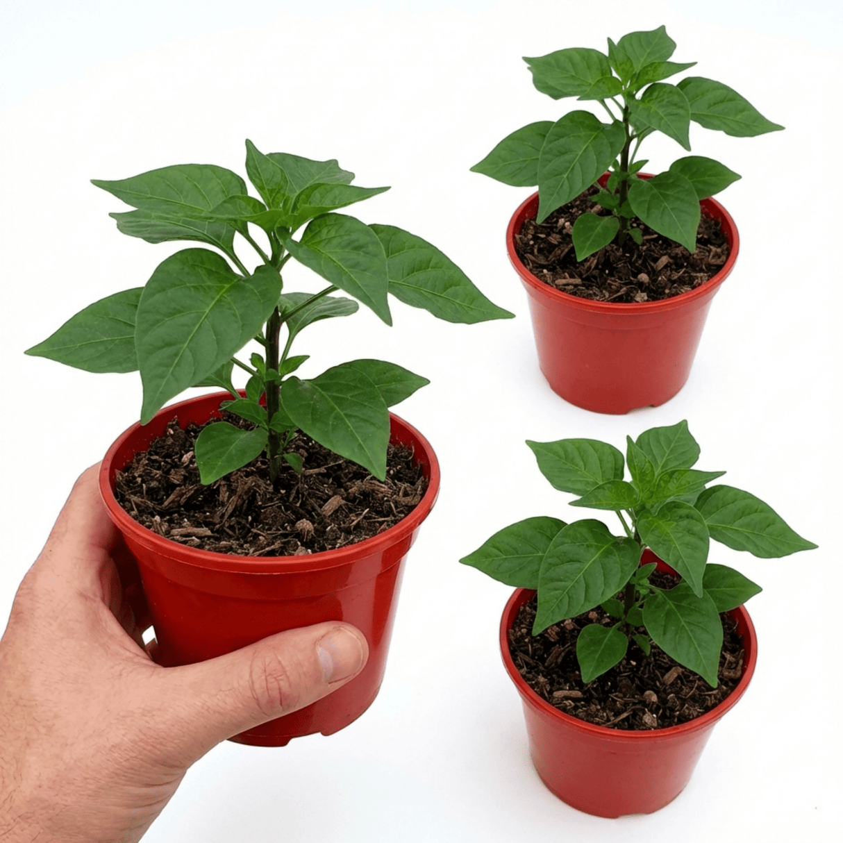 Set of 3 or 6 Large Chilli Pepper Plants - Habanero Chocolate, Ready to Plant in Your Garden - Frankton's