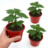 Set of 3 or 6 Large Chilli Pepper Plants - Habanero Chocolate, Ready to Plant in Your Garden - Frankton's