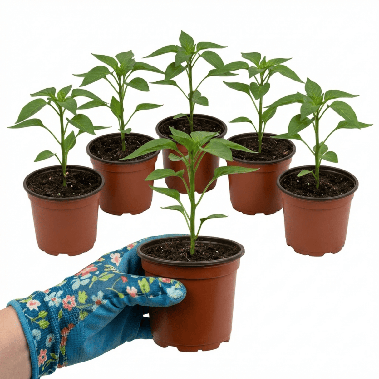 Set of 3 or 6 Large Chilli Pepper Plants - Hungarian Hot Wax, Ready to Plant in Your Garden - Frankton's