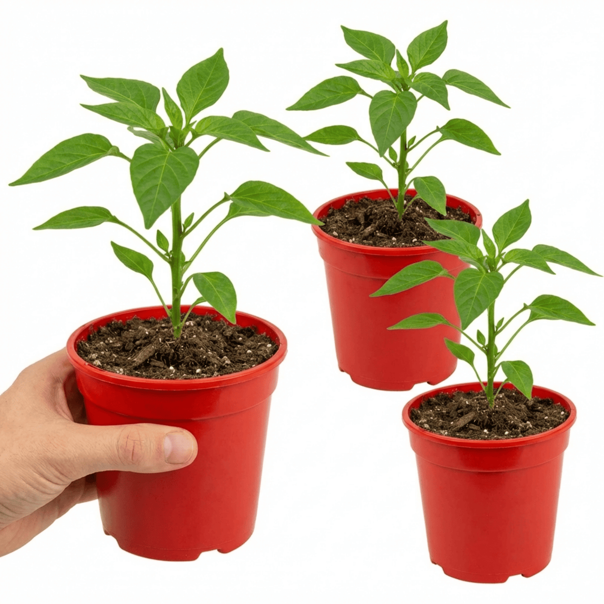 Set of 3 or 6 Large Chilli Pepper Plants - Hungarian Hot Wax, Ready to Plant in Your Garden - Frankton's