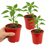Set of 3 or 6 Large Chilli Pepper Plants - Hungarian Hot Wax, Ready to Plant in Your Garden - Frankton's