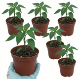 Set of 3 or 6 Large Chilli Pepper Plants - Jalapeno Variety, Ready to Plant in Your Garden - Frankton's