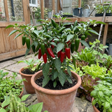 Set of 3 or 6 Large Chilli Pepper Plants - Jalapeno Variety, Ready to Plant in Your Garden - Frankton's