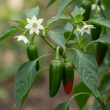 Set of 3 or 6 Large Chilli Pepper Plants - Jalapeno Variety, Ready to Plant in Your Garden - Frankton's