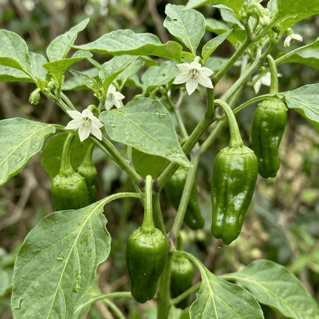 Set of 3 or 6 Large Chilli Pepper Plants - Padron Variety, Ready to Plant in Your Garden - Frankton's