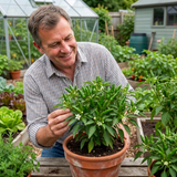 Set of 3 or 6 Large Chilli Pepper Plants - Padron Variety, Ready to Plant in Your Garden - Frankton's