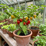Set of 3 or 6 Large Chilli Pepper Plants - Scotch Bonnet, Ready to Plant in Your Garden - Frankton's