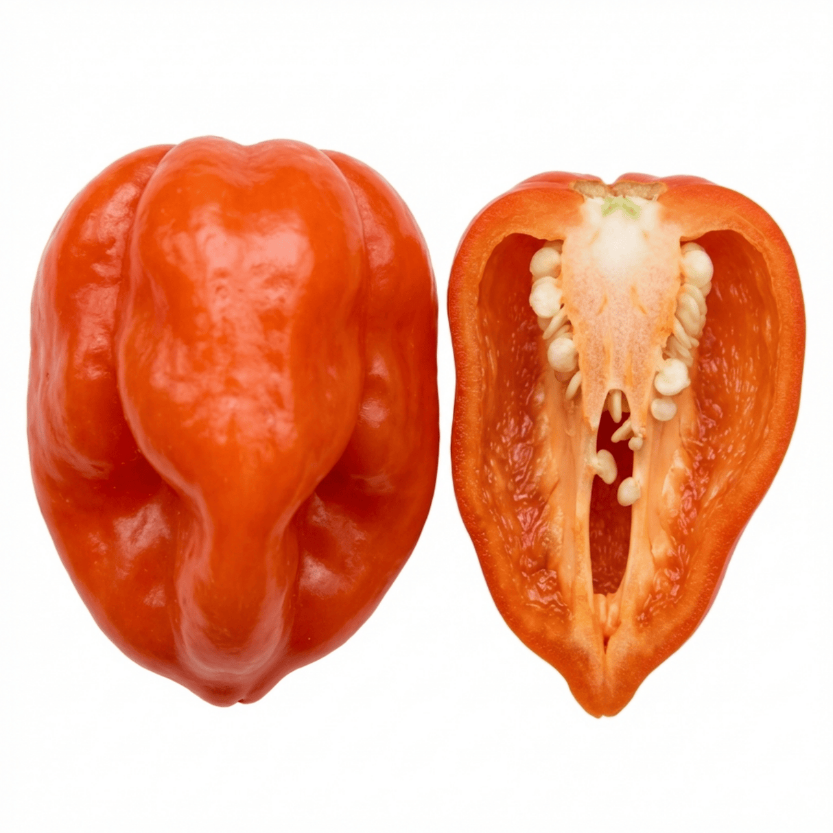 Set of 3 or 6 Large Chilli Pepper Plants - Scotch Bonnet, Ready to Plant in Your Garden - Frankton's