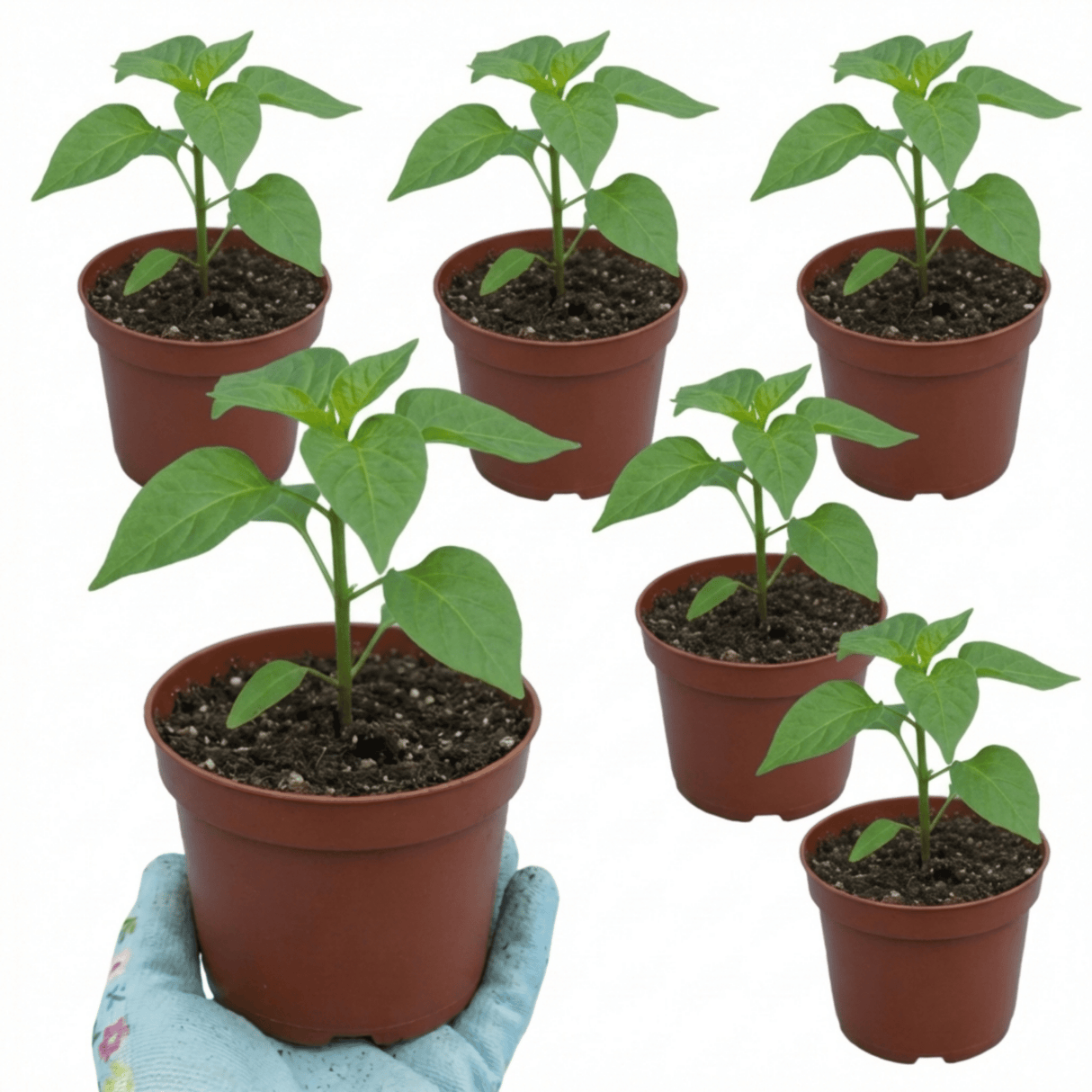 Set of 3 or 6 Large Chilli Pepper Plants - Scotch Bonnet, Ready to Plant in Your Garden - Frankton's