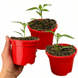 Set of 3 or 6 Large Chilli Pepper Plants - Scotch Bonnet, Ready to Plant in Your Garden - Frankton's