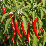 Set of 3 or 6 Large Chilli Pepper Plants - Thai Dragon, Ready to Plant in Your Garden - Frankton's