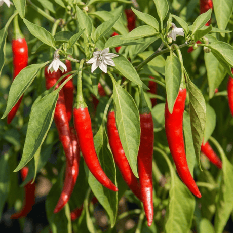 Set of 3 or 6 Large Chilli Pepper Plants - Thai Dragon, Ready to Plant in Your Garden - Frankton's