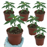 Set of 3 or 6 Large Chilli Pepper Plants - Thai Dragon, Ready to Plant in Your Garden - Frankton's