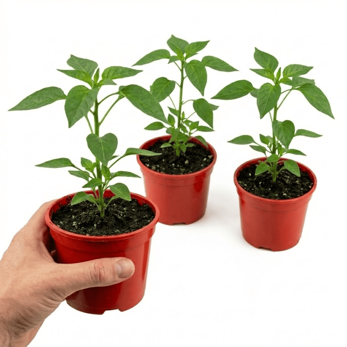 Set of 3 or 6 Large Chilli Pepper Plants - Thai Dragon, Ready to Plant in Your Garden - Frankton's