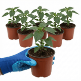Set of 3 or 6 Large Chilli Pepper Plants - Zimbabwe Black, Ready to Plant in Your Garden - Frankton's