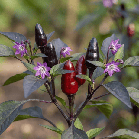 Set of 3 or 6 Large Chilli Pepper Plants - Zimbabwe Black, Ready to Plant in Your Garden - Frankton's