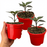Set of 3 or 6 Large Chilli Pepper Plants - Zimbabwe Black, Ready to Plant in Your Garden - Frankton's