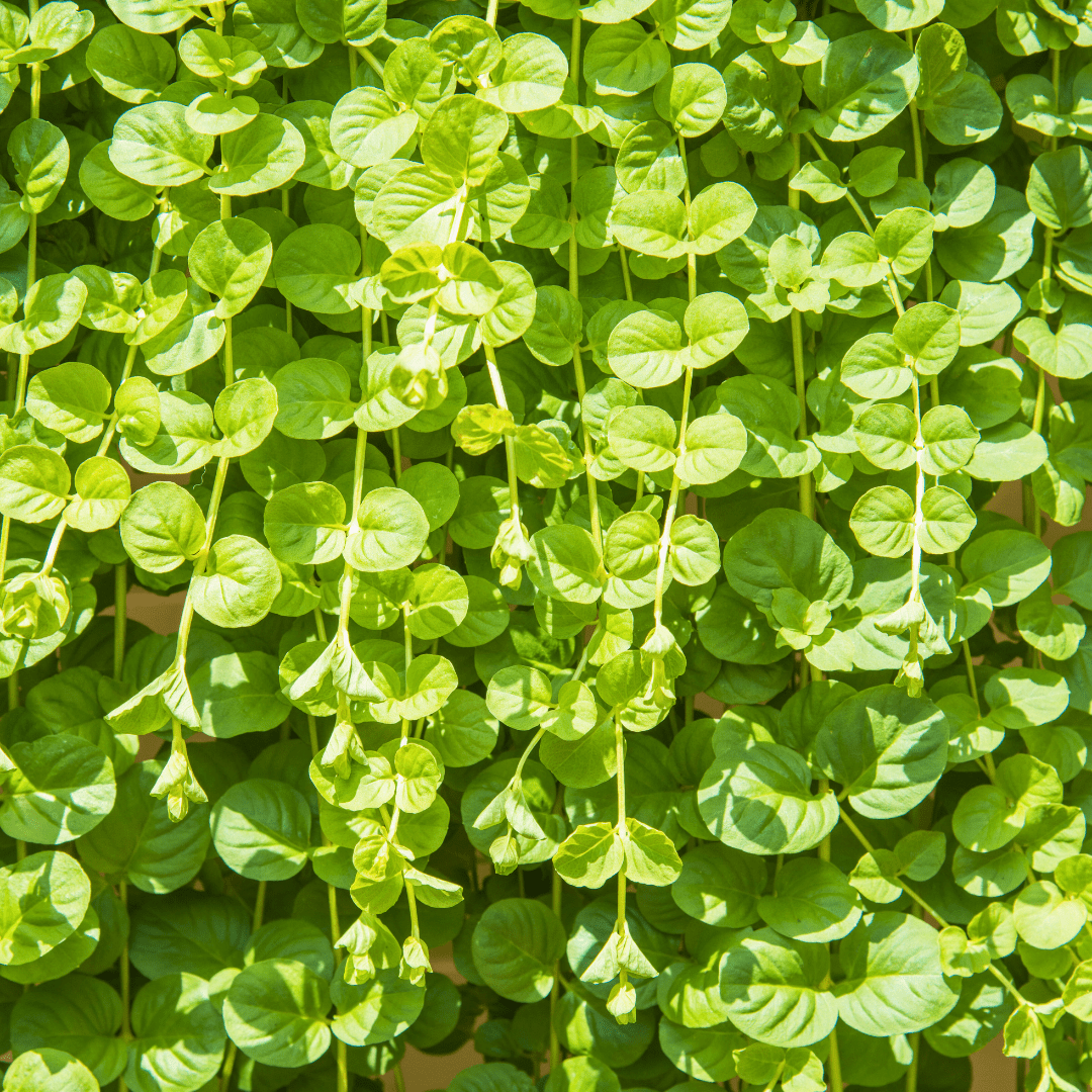 Set of 3 or 6 Large Creeping Jenny Plants - Lysimachia Goldilocks, Outdoor Garden Ready - Frankton's