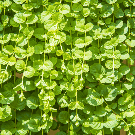 Set of 3 or 6 Large Creeping Jenny Plants - Lysimachia Goldilocks, Outdoor Garden Ready - Frankton's