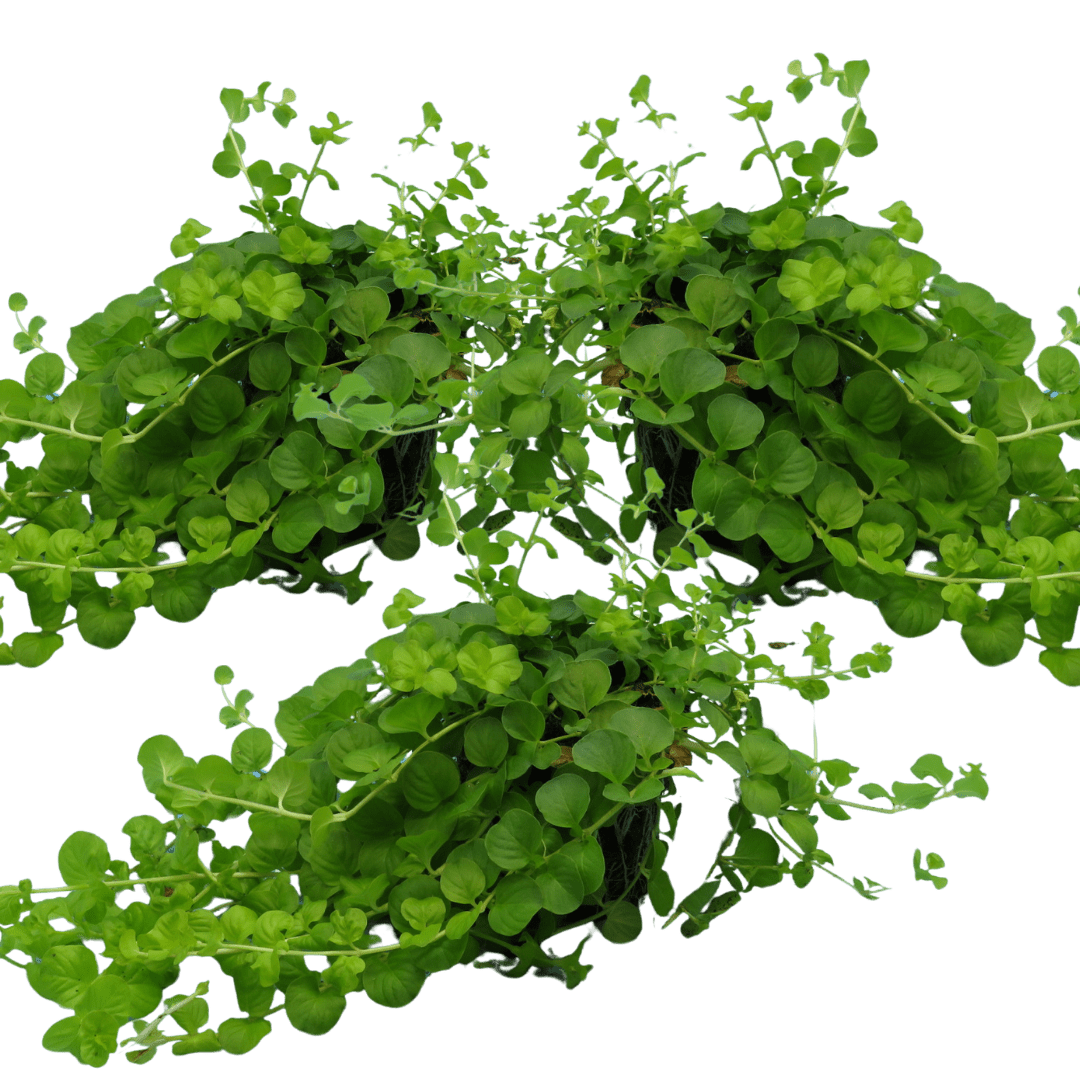 Set of 3 or 6 Large Creeping Jenny Plants - Lysimachia Goldilocks, Outdoor Garden Ready - Frankton's