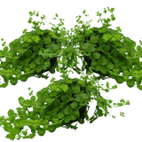 Set of 3 or 6 Large Creeping Jenny Plants - Lysimachia Goldilocks, Outdoor Garden Ready - Frankton's