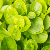Set of 3 or 6 Large Creeping Jenny Plants - Lysimachia Goldilocks, Outdoor Garden Ready - Frankton's