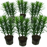 Set of 3 or 6 Large Garden Lily Plants - Asiatic Lily Orange, Ready to Plant in Your Garden - Frankton's