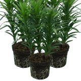 Set of 3 or 6 Large Garden Lily Plants - Asiatic Lily Orange, Ready to Plant in Your Garden - Frankton's