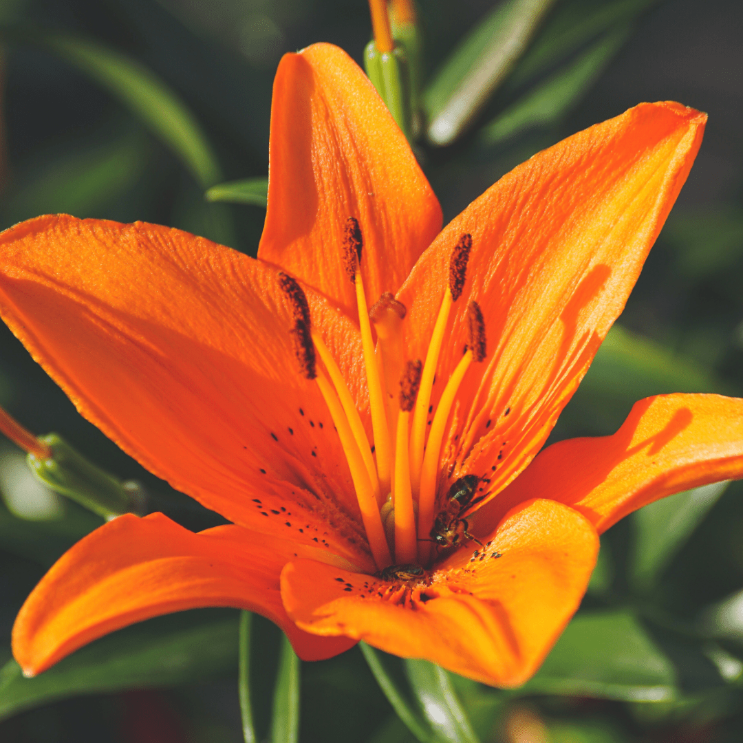 Set of 3 or 6 Large Garden Lily Plants - Asiatic Lily Orange, Ready to Plant in Your Garden - Frankton's