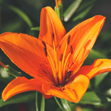 Set of 3 or 6 Large Garden Lily Plants - Asiatic Lily Orange, Ready to Plant in Your Garden - Frankton's