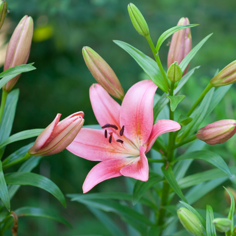 Set of 3 or 6 Large Garden Lily Plants - Asiatic Lily Pink, Ready to Plant in Your Garden - Frankton's