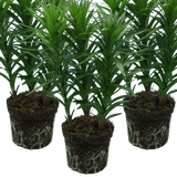 Set of 3 or 6 Large Garden Lily Plants - Asiatic Lily Pink, Ready to Plant in Your Garden - Frankton's