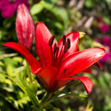 Set of 3 or 6 Large Garden Lily Plants - Asiatic Lily Red, Ready to Plant in Your Garden - Frankton's