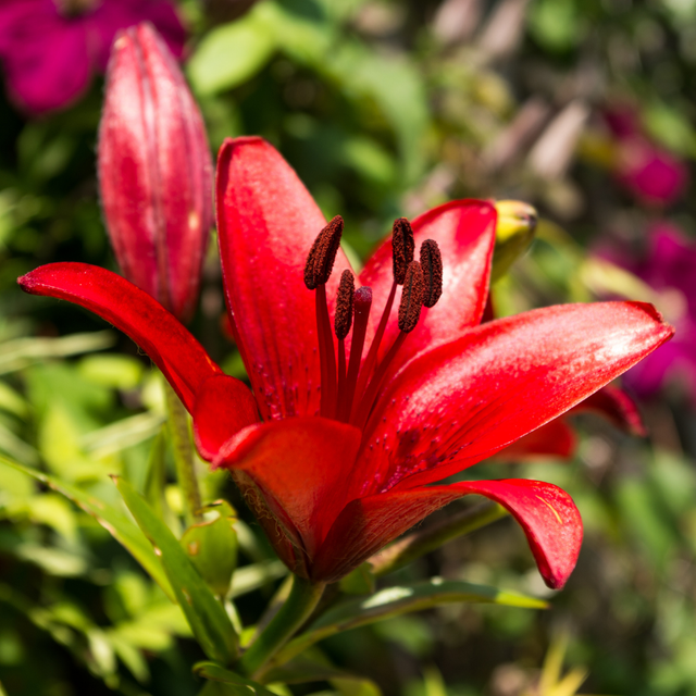 Set of 3 or 6 Large Garden Lily Plants - Asiatic Lily Red, Ready to Plant in Your Garden - Frankton's