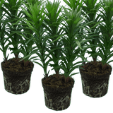 Set of 3 or 6 Large Garden Lily Plants - Asiatic Lily Red, Ready to Plant in Your Garden - Frankton's
