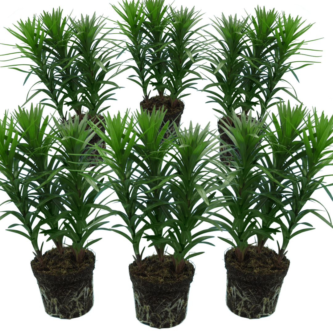 Set of 3 or 6 Large Garden Lily Plants - Asiatic Lily Red, Ready to Plant in Your Garden - Frankton's