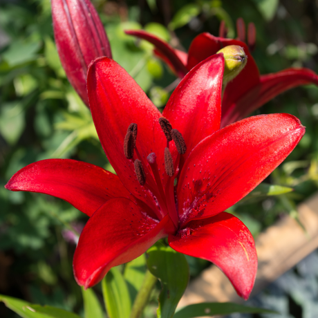 Set of 3 or 6 Large Garden Lily Plants - Asiatic Lily Red, Ready to Plant in Your Garden - Frankton's