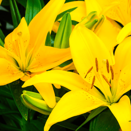 Set of 3 or 6 Large Garden Lily Plants - Asiatic Lily Yellow, Ready to Plant in Your Garden - Frankton's