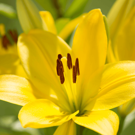 Set of 3 or 6 Large Garden Lily Plants - Asiatic Lily Yellow, Ready to Plant in Your Garden - Frankton's