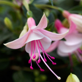Set of 3 or 6 Large, Garden Ready Plants - Fuchsia Bella Lisa (Pink & White) - Frankton's